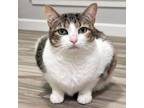 Adopt Zendaya 3 a Manx