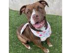 Adopt Darcy a American Staffordshire Terrier, Boxer