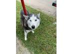 Adopt Sky a Siberian Husky, Mixed Breed