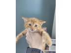 Adopt Mandy a Domestic Short Hair