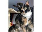 Adopt Cali a Domestic Short Hair