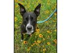 Adopt May a Cattle Dog, Mixed Breed