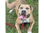 Adopt Lyric a Pit Bull Terrier, Mixed Breed