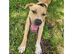 Adopt Lullaby a Pit Bull Terrier, Mixed Breed