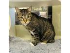 Adopt Bella a Domestic Short Hair