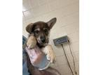 Adopt London a German Shepherd Dog, Mixed Breed