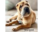 Adopt Marigold a Shar-Pei