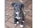 Adopt Helena a Shepherd