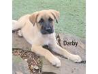 Adopt Darby a Shepherd