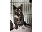 Adopt Maserati a Domestic Short Hair