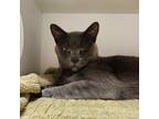 Adopt Rosemary a Domestic Short Hair