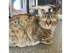 Adopt Dollie Doodle a Domestic Short Hair