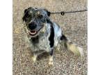 Adopt Ube a Mixed Breed, Australian Cattle Dog / Blue Heeler