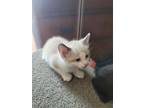 Adopt Creampuff a Domestic Short Hair