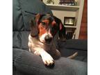 Adopt Bella a Coonhound