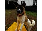 Adopt Lexi a Akita