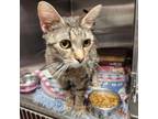 Adopt Hostess a Domestic Short Hair