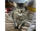 Adopt Pickles a Domestic Medium Hair