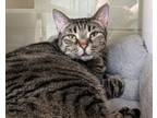 Adopt Princess a Domestic Short Hair