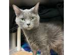 Adopt Blue Suede Shoes a Domestic Short Hair