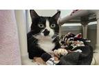 Adopt Starsy a Domestic Short Hair