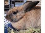 Adopt Lola a Mini Lop