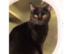 Adopt Sombra a Domestic Short Hair