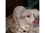 Adopt Olive a Angora Rabbit