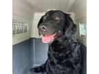 Adopt Campbell (rescue only) a Mixed Breed, Black Labrador Retriever