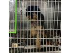 Adopt Juliet - Stray Hold 5/9 a Mixed Breed, Poodle