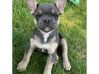 French Bulldog Puppy for sale in Rolla, MO, USA