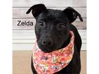 Adopt Zelda a Black Labrador Retriever