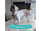 Adopt Poptart a Mixed Breed