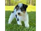 Wire Fox Terrier Puppy for sale in Bonaparte, IA, USA