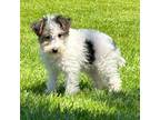 Wire Fox Terrier Puppy for sale in Bonaparte, IA, USA