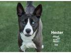 Adopt Hester a Siberian Husky, Shepherd