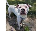 Adopt Alaska a Pit Bull Terrier, Mixed Breed