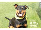 Adopt Adele a Rottweiler, Mixed Breed