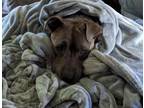 Adopt Zazu a Pit Bull Terrier, Mixed Breed