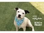 Adopt Kalani a Pit Bull Terrier, Mixed Breed