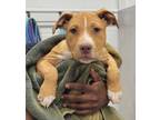 Adopt Presley a Pit Bull Terrier, Mixed Breed