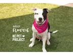Adopt Flossie a Pit Bull Terrier, Mixed Breed
