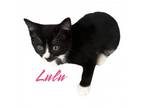 Adopt Lulu - Claremont Location a Domestic Short Hair