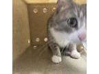 Adopt Eeny a Domestic Short Hair