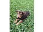 Adopt Delilah a Australian Kelpie, Dachshund