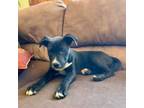 Adopt Mikayla a Mixed Breed