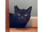 Adopt Jazzy CC 2023 a Domestic Short Hair