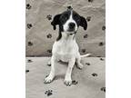 Adopt Pepper a Parson Russell Terrier, Mixed Breed