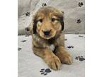 Adopt Pearl a Golden Retriever, Collie