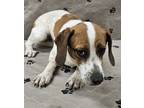 Adopt Peanut a Beagle, Parson Russell Terrier